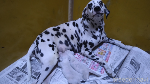 販売中の栃木県のダルメシアン-341246の1枚目