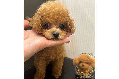 成約済の広島県のティーカッププードル-341249の4枚目
