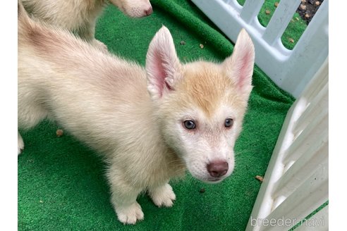 成約済の静岡県のシベリアンハスキー-337742の13枚目