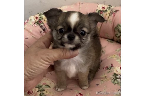 成約済の山口県のチワワ(ロングコート)-338610の3枚目