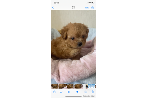 成約済の岡山県のミックス犬-336152の4枚目