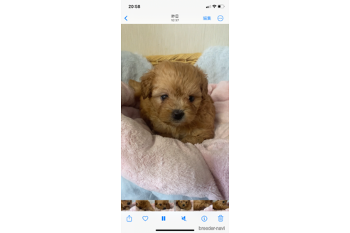 成約済の岡山県のミックス犬-336152の3枚目