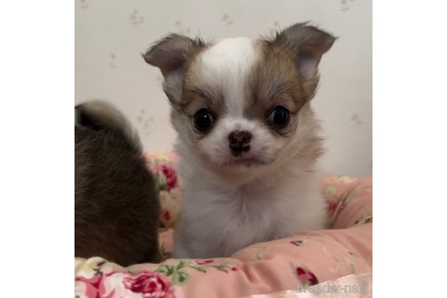 成約済の山口県のチワワ(ロングコート)-338612の4枚目