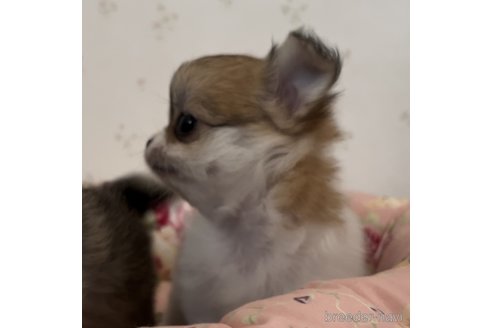 成約済の山口県のチワワ(ロングコート)-338612の5枚目