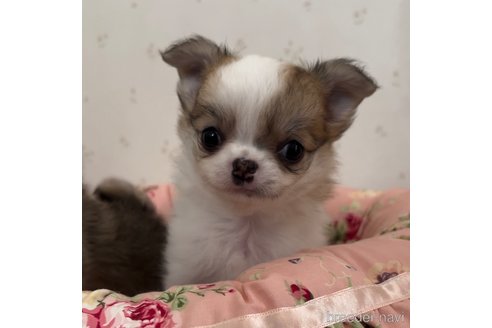 成約済の山口県のチワワ(ロングコート)-338612の2枚目