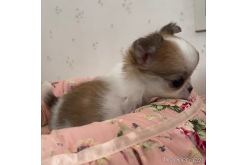 成約済の山口県のチワワ(ロングコート)-338612の3枚目
