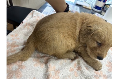 成約済の千葉県のゴールデンレトリーバー-341278の7枚目
