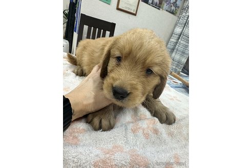 成約済の千葉県のゴールデンレトリーバー-341278の8枚目