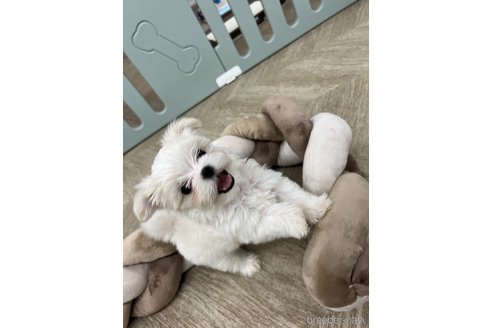 成約済の大阪府のマルチーズ-341279の1枚目