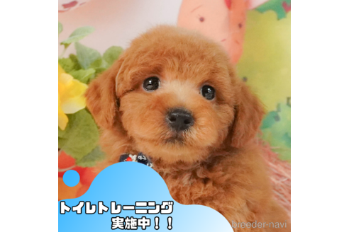 成約済ののトイプードル-341280