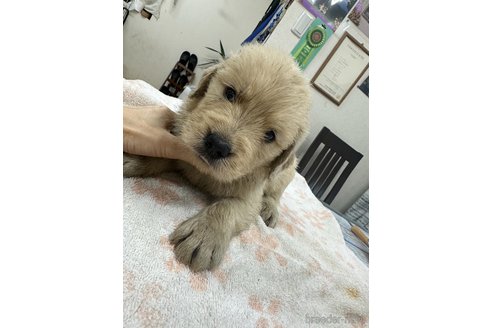 成約済の千葉県のゴールデンレトリーバー-341282の7枚目