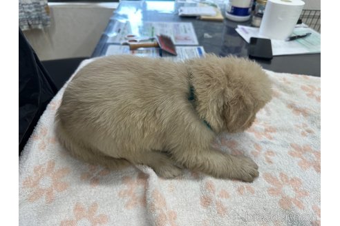 成約済の千葉県のゴールデンレトリーバー-341282の9枚目