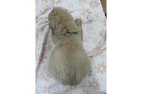 成約済の千葉県のゴールデンレトリーバー-341282の10枚目
