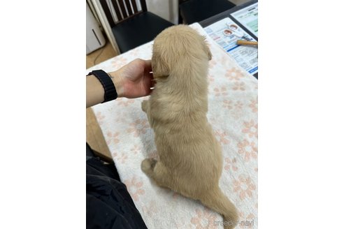 成約済の千葉県のゴールデンレトリーバー-341290の2枚目