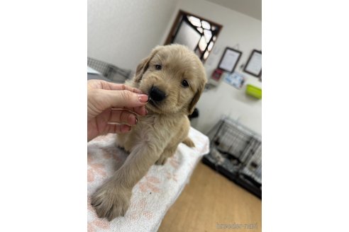 成約済の千葉県のゴールデンレトリーバー-341294の7枚目