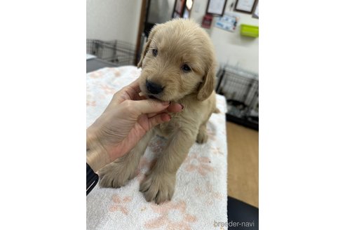 成約済の千葉県のゴールデンレトリーバー-341294の4枚目