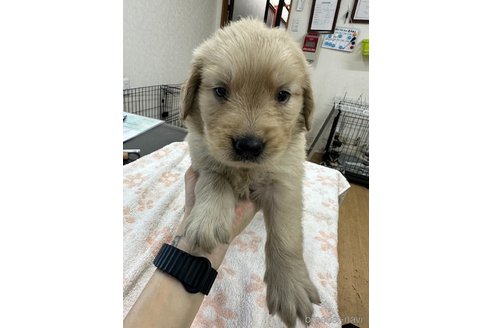 成約済の千葉県のゴールデンレトリーバー-341295の1枚目