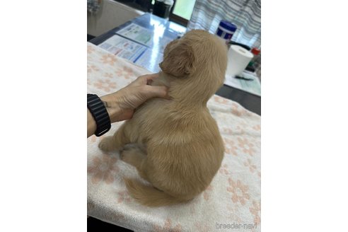 成約済の千葉県のゴールデンレトリーバー-341295の3枚目