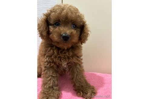成約済の愛知県のマルプー:マルチーズ×トイプードル-341298の3枚目