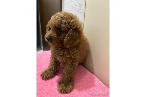 成約済の愛知県のマルプー:マルチーズ×トイプードル-341298の2枚目