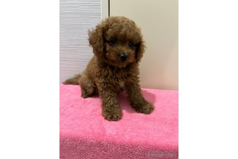 成約済の愛知県のマルプー:マルチーズ×トイプードル-341298の4枚目