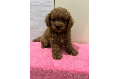 成約済の愛知県のマルプー:マルチーズ×トイプードル-341298