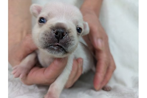 成約済の愛知県のフレンチブルドッグ-341327の19枚目