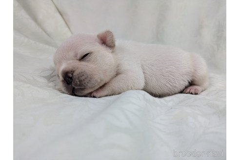 成約済の愛知県のフレンチブルドッグ-341327の16枚目