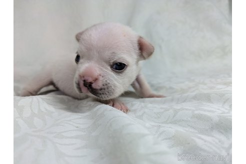 成約済の愛知県のフレンチブルドッグ-341329の16枚目