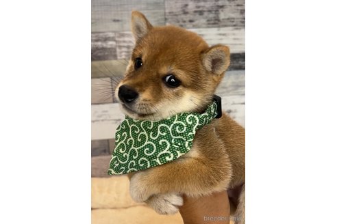 成約済の茨城県の豆柴-341357の3枚目