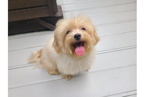 キナコちゃん1枚目