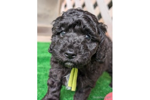 成約済の香川県のミックス犬-338057の4枚目