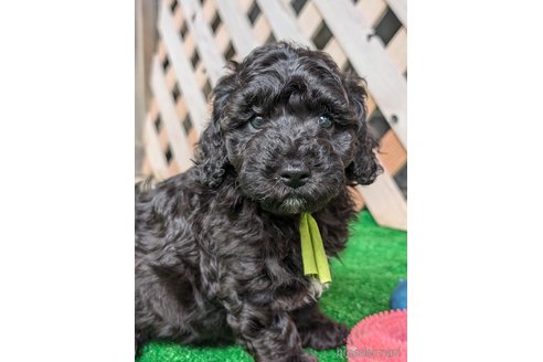 成約済の香川県のミックス犬-338057の5枚目