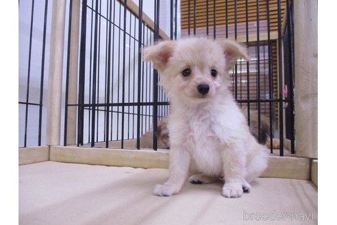 成約済の鳥取県のチワプー:チワワ×トイプードル-341365の2枚目