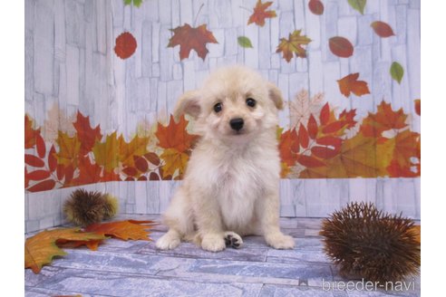 成約済の鳥取県のチワプー:チワワ×トイプードル-341365の3枚目