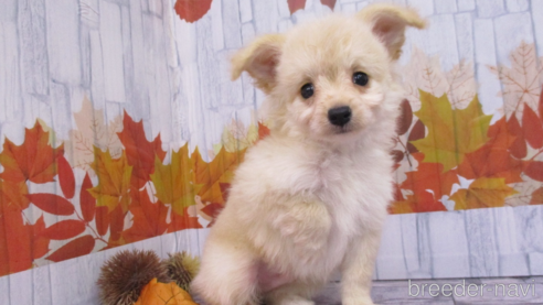 成約済の鳥取県のチワプー:チワワ×トイプードル-341365の1枚目