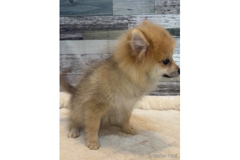 成約済の茨城県のポメラニアン-327617の3枚目
