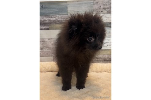 成約済の茨城県のポメラニアン-327619の2枚目
