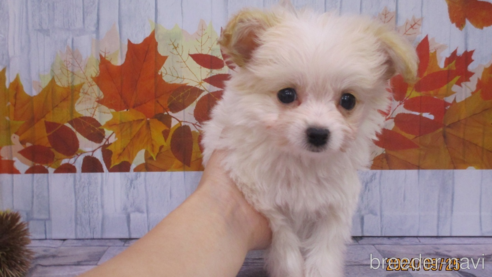 成約済の鳥取県のチワプー:チワワ×トイプードル-341368の1枚目