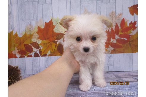 成約済の鳥取県のチワプー:チワワ×トイプードル-341368の2枚目