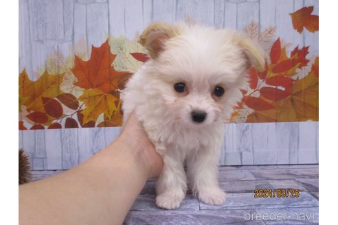 成約済の鳥取県のチワプー:チワワ×トイプードル-341368の3枚目