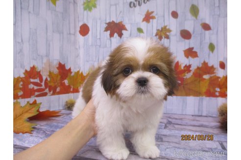 成約済の鳥取県のシーズー-341378の3枚目