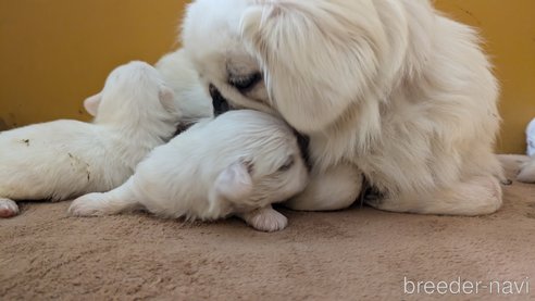 成約済の熊本県のペキニーズ-338455の28枚目
