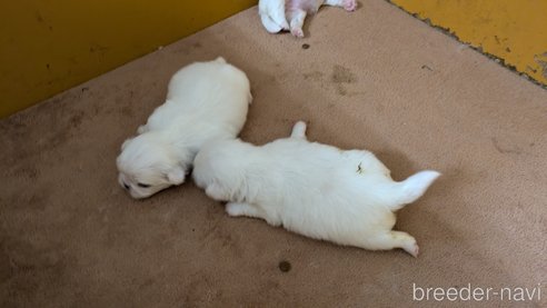成約済の熊本県のペキニーズ-338455の26枚目