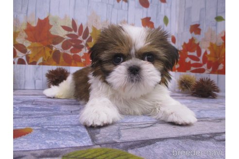 成約済の鳥取県のシーズー-341380の4枚目