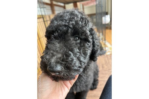 成約済の香川県のスタンダードプードル-340687の4枚目