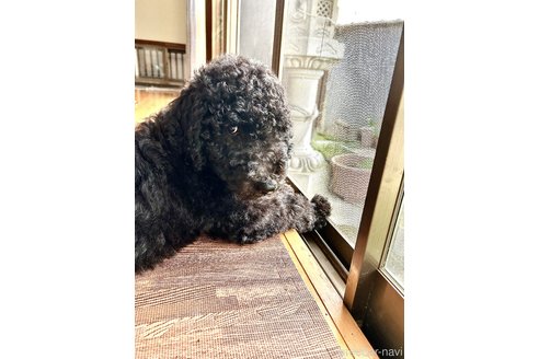 成約済の香川県のスタンダードプードル-340687の2枚目