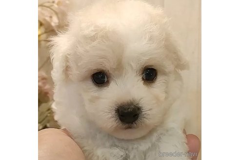 成約済の愛知県のビションフリーゼ-335860の1枚目