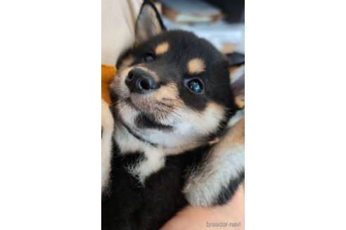 成約済の北海道の柴犬-341171の1枚目