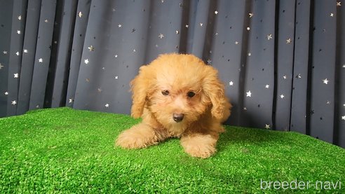 成約済の愛知県のポメプー:ポメラニアン×トイプードル-331653の8枚目
